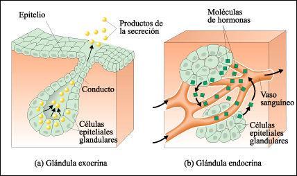 Epitelio estratificado: Consta de dos o más capas de células. A menudo tiene funciones de protección, como la piel. Las células en los estratos pueden ser escamosas, columnares o cuboidales.