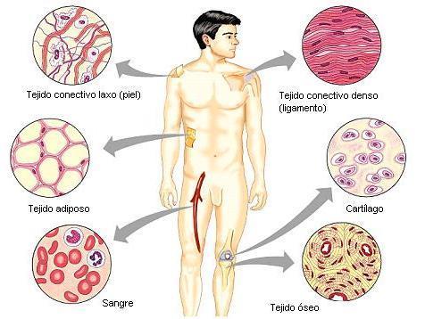 Tejido conectivo: Tejido más abundante del cuerpo. Estas células están esparcidas en una matriz extracelular.