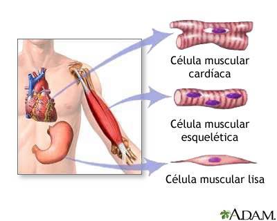Tejido muscular: Constituido por células que se contraen cuando son estimuladas. Ayudan a mover el cuerpo y partes específicas del cuerpo.