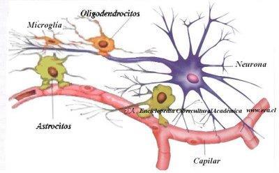 eléctrico viaja a lo largo de la membrana plasmática La llegada del impulso al final de la neurona dispara eventos que estimulan o inhiben a las neuronas