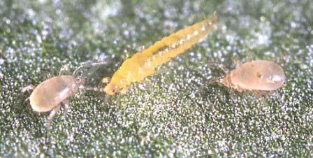 2 sueltas swirskii con el inicio de la floración y aparición de las primeras larvas de mosca blanca. Dosis suelta: 90 ind/m 2. Buena instalación de A.