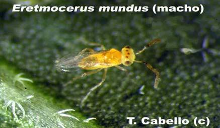 Niveles bajos de trips y aceptables de mosca blanca en plantas (si mayor presencia en las