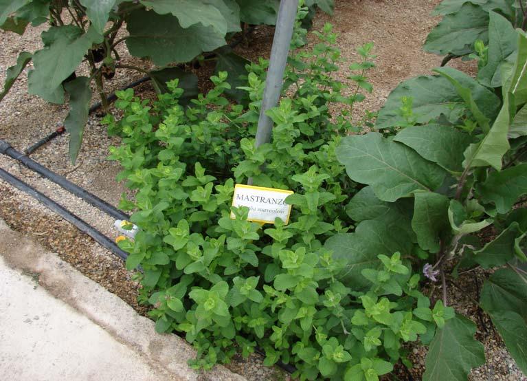 Transplante de plantas reservorio de mastranzo y geranios, donde primeramente se hizo una