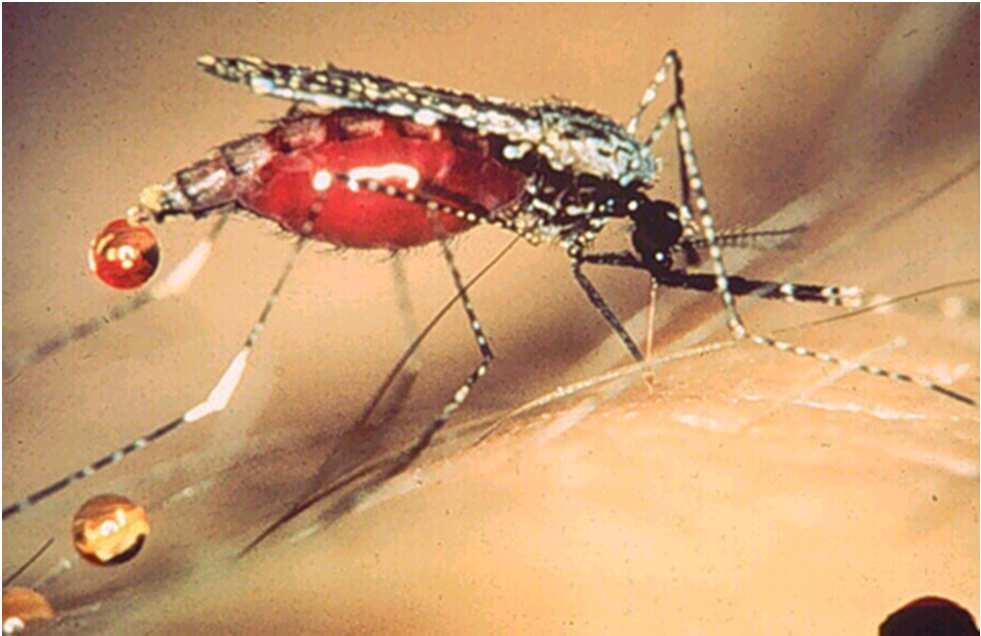 de los géneros Aedes, Culex y