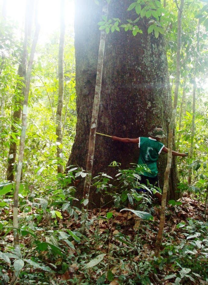 B) PROCEDIMIENTO TÉCNICO Y SOCIAL del PGIBT El Plan General Integral de Bosque y Tierra es un instrumento técnico legal que promueve el MIS del bosque y suelo concebido como las formas de uso y
