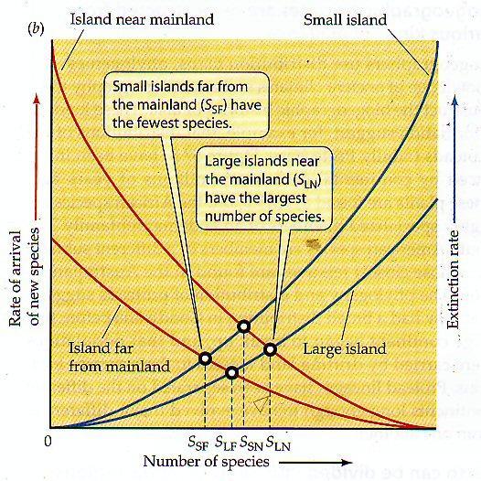 Cómo responde el modelo a variaciones en tamaño y distancia a la costa de las zonas insulares?