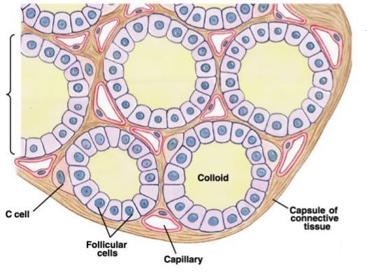 Está formada por unos sacos microscópicos llamados folículos tiroideos rodeados de las