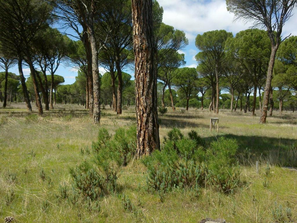 Línea de Investigación en Regeneración natural de Sistemas Forestales Mediterráneos Rafael Calama, Mariola Sánchez, Guillermo