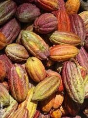 PROSPECTIVAS MUNDIALES África seguirá siendo la mayor región productora de cacao,