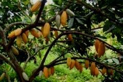 PROSPECTIVAS Un factor destacable para el periodo cacaotero 2012/13 en Costa de Marfil, es el aumento