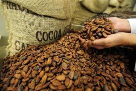 PROSPECTIVAS Para año cacaotero 2012/2013, la ICCO prevé una caída