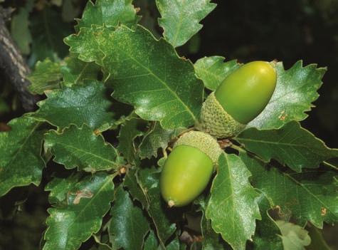 QUEJIGARES 189 El quejigo Acer monspessulanum 1. Distribución El quejigo (Quercus faginea subsp. broteroi) es una subespecie del suroeste de la Península Ibérica y el noroeste de África 1.