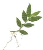 Algunos cormófitos monocaules como la palma Socratea y Pandanus, monocotiledóneas arbóreas o arbustivas, logran mayor estabilidad desarrollando raíces adventicias llamadas raíces fúlcreas o raíces
