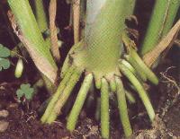 HH Planta Philodendron raíces adventicias de Raíces adventicias Raíces fúlcreas o con en tallo de zancos Oplismenus hirtellus en Zea mays, maíz En el Parque Mitre de nuestra ciudad hay un ejemplar