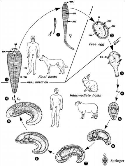 Figura IV. "Ciclo de vida de Linguatula serrata (1) Adultos viven en la fosas nasales de los perros (huésped definitivo), raramente en el hombre.
