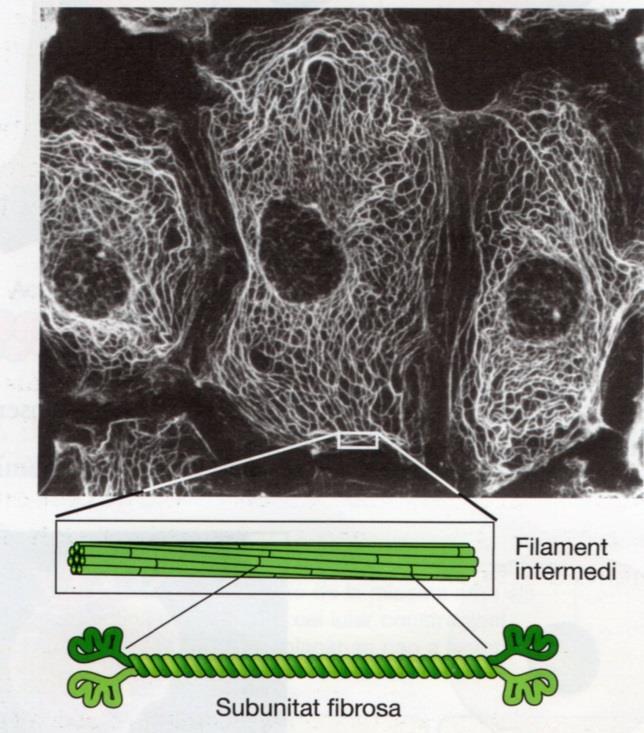 4- Los filamentos intermedios Sion fibras proteicas resistentes que poseen función estructural o mecánica.