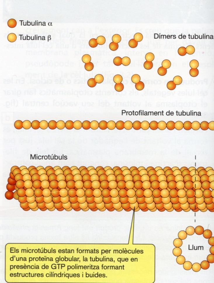 5- Los microtúbulos Son los principales componentes del citoesqueleto. Pueden encontrarse dispersos por el citoplasma o formar estructuras como cilios, flagelos y centriolos.