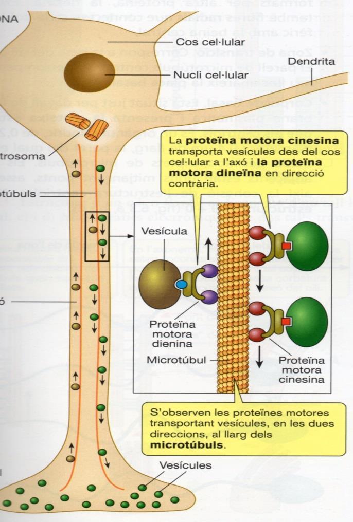 Función Son los principales elementos estructurales y generadores del movimiento de cilios y flagelos Dirigen el transporte de orgánulos en el citoplasma.