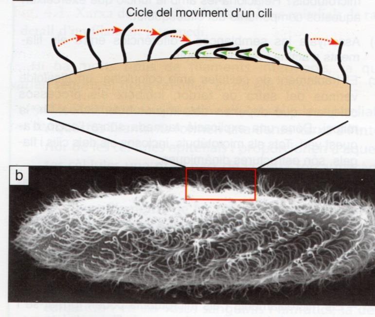 6- Cilios y flagelos Se trata de prolongaciones móviles de unas 0,25 micras de diámetro que se encuentran en la superficie de algunas células y