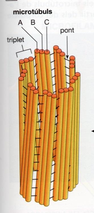 Estructura Formados por el eje o axonema, la flexión del cual produce el movimiento del cilio o flagelo, la zona de transición y el corpúsculo basal. Eje. Envuelto por la m. plasmática.