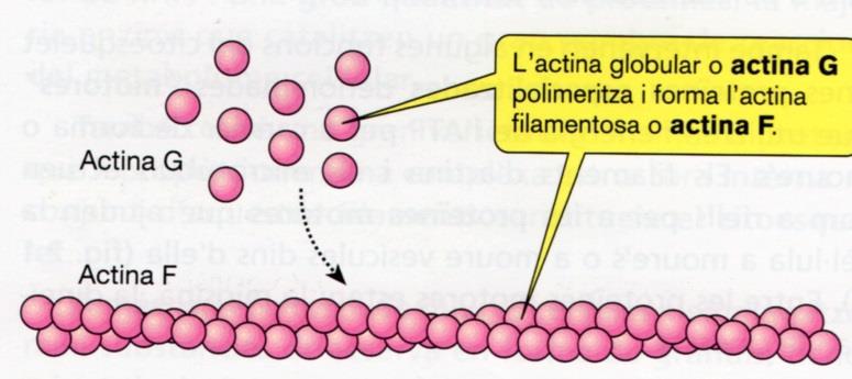 3-Filamentos de actina Todas las células eucariota poseen actina y en muchas es la proteina más abundante.