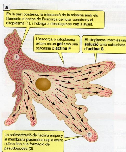 Funciones Intervienen en la contracción muscular Los filamentos de actina se asocian a los de miosina y a otras