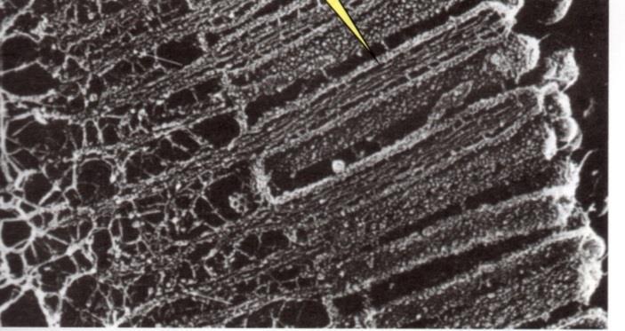 Contribuyen a reforzar la membrana plasmática La mayoría de las células animales poseen por debajo de la membrana plasmática una red densa de filamentos de actina que constituyen la corteza que da