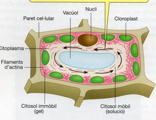 Producen corrientes citoplasmáticas o de ciclosis Alrededor de la vacuola se disponen filamentos de actina en disposición