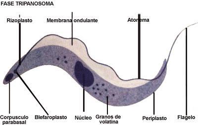 similar a la citoplásmica, se presenta en vacuolas, mitocondrias,