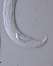 EL NEMATODO DE LA MADERA DEL PINO Bursaphelenchus xylophilus.