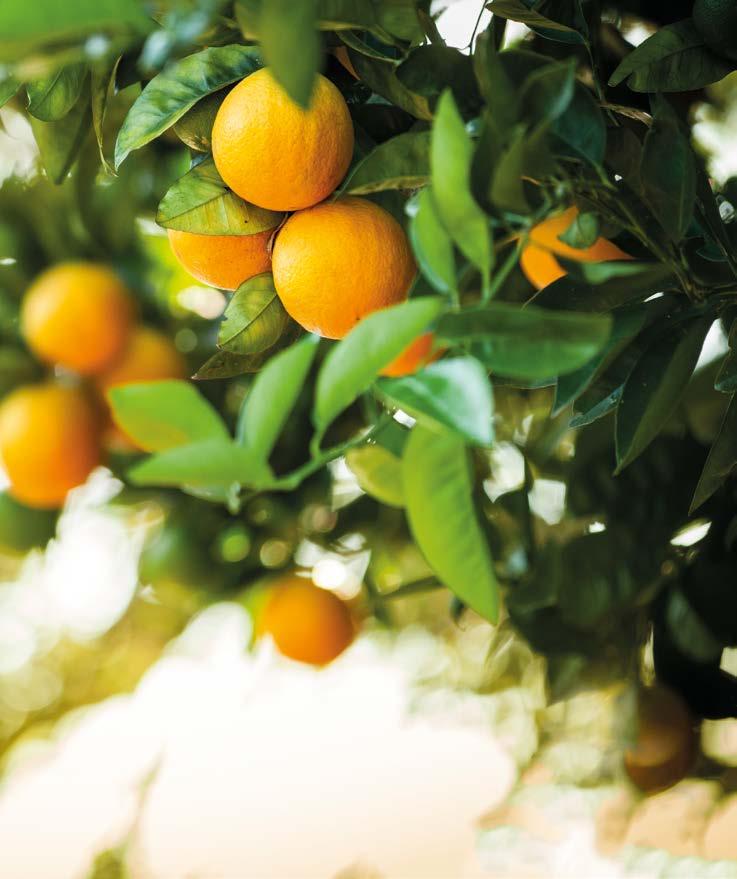 Nuestra inspiración Naranjas valencianas De gran calidad orgánica, hemos recogido los ingredientes naturales más finos del Mediterráneo.