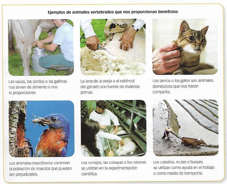 Importancia de los animales vertebrados El bienestar de las personas está muy relacionado con el de otros animales vertebrados, pero además de por una cuestión de interés