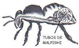 Algunos tipos de aparatos excretores: Riñones: típico de vertebrados Túbulos de Malpighi: insectos Tubos excretores: anélidos Glándulas verdes: crustáceos C i r c u l a c i ó n El