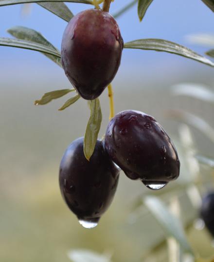 La acumulación de aceite en el fruto se detiene. Con propiedades sensoriales de matices frutados suaves.