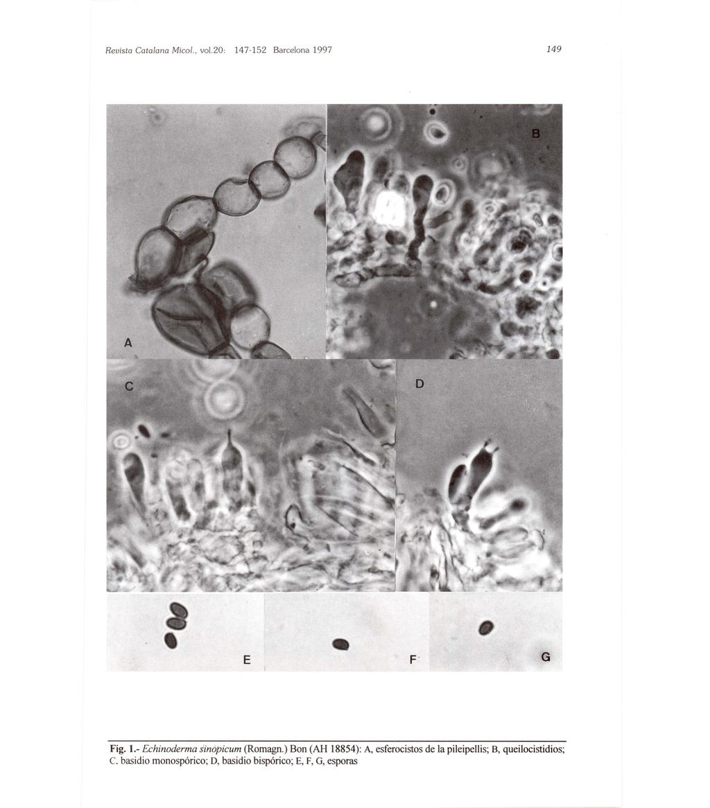 Revista Cata/ano Mico/., vo1. 20: 149 E F ~. G Fig. 1.- Echinoderma sinopicum (Romagn.