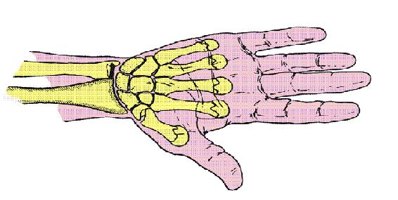 ART. CARPOMETACARPIANAS Últimos 4 dedos (del índice al menique) Tipo: Diartrosis Género: Artrodias
