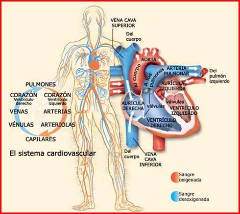 Anatomía del sistema circulatorio