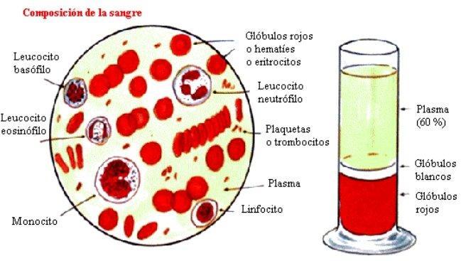 O SANGUE O sangue é un tecido formado por varios tipos