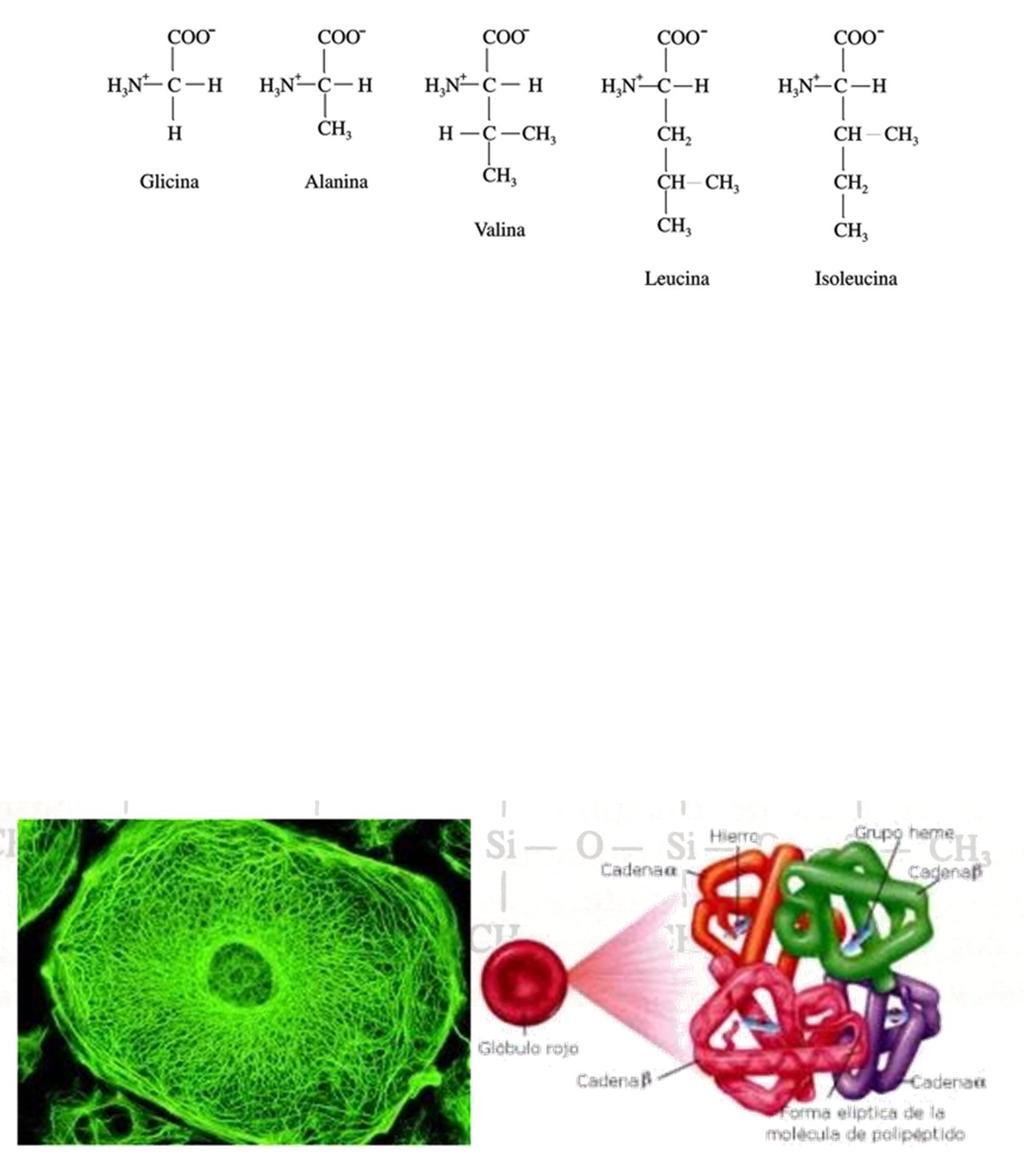 Y esto de aquí arriba son algunos ejemplos de aminoácidos. El cartílago también está formado por varios tipos de colágeno.