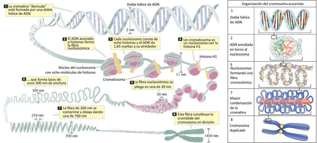 Aquí se muestra cómo la cadena en forma de doble hélice del ADN se va super-enrollando hasta formar un cromosoma.