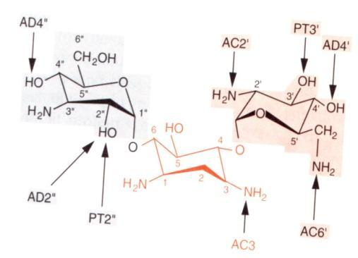 Aminoglucósidos Enzimas inactivantes Adeniltransferasa o