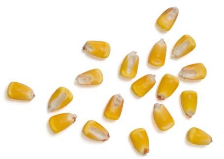 3 Numerosos realizados por Syngenta (incluso en países no europeos) han confirmado la superioridad de los híbridos Artesian TM en comparación con el maíz convencional.