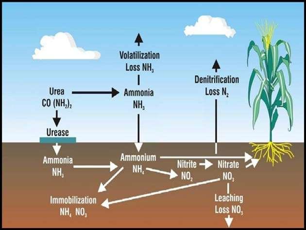 Ciclo del Nitrógeno en Agroecosistemas Volatilización