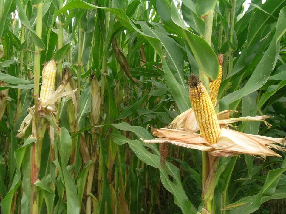 El maíz forrajero es uno de los componentes