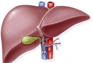 Interacciones corazón-hígado-riñón Sdmes.