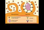 mecanismos: - Endocitosis mediada por receptores -