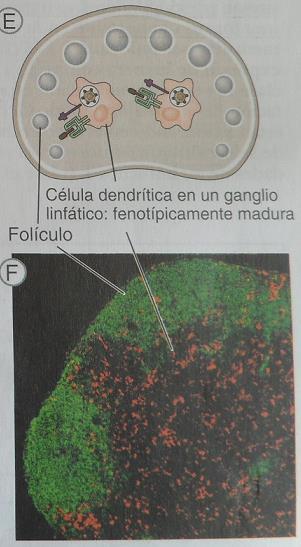 Células Dendríticas Maduras Migran y se ubican en los órganos linfáticos secundarios. Disminuyen marcadamente su capacidad endocítica.