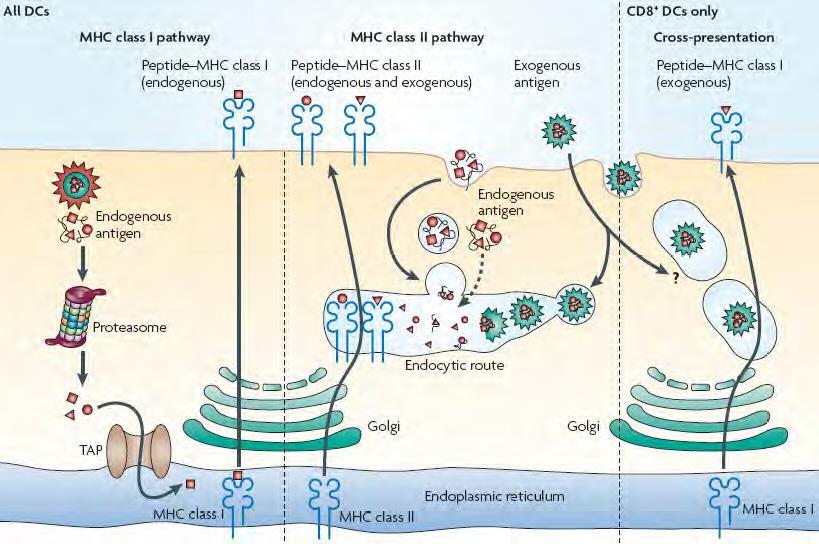 Vías Cruzadas de Presentación Median la presentación de antígenos del citosol a través de moléculas de