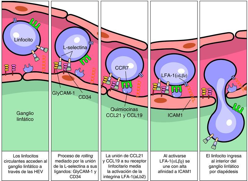 Cascada de Extravasación Linfocitaria Principales moléculas involucradas en el asentamiento de LTv en ganglios periféricos y tejido linfoide asociado a mucosas.