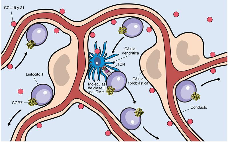 Migración de linfocito en el área paracortical del ganglio linfático